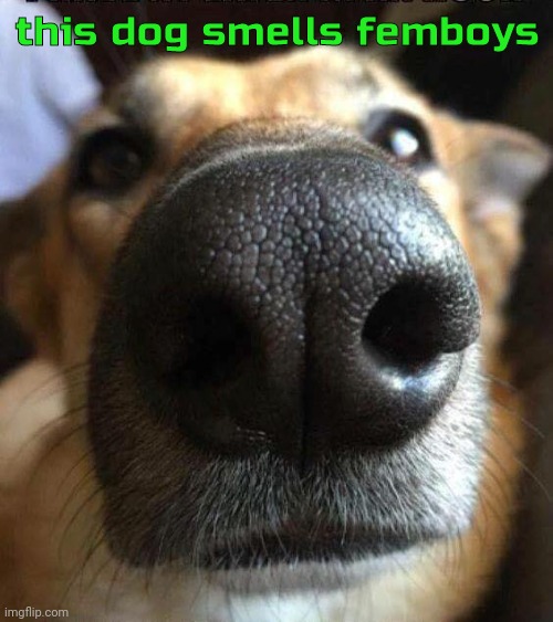 dog nose | this dog smells femboys | image tagged in dog nose | made w/ Imgflip meme maker