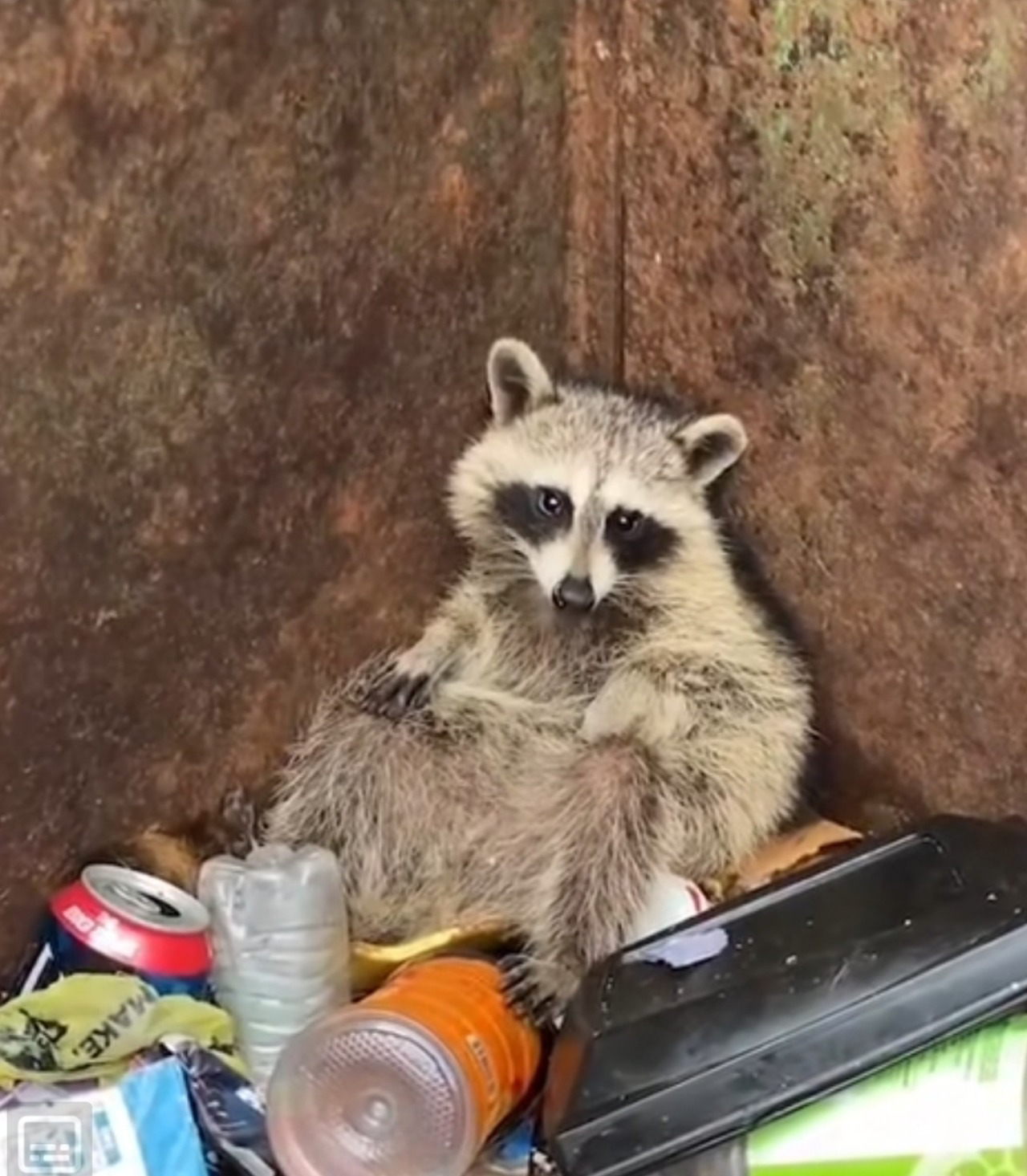 Raccoon in Trash Blank Meme Template