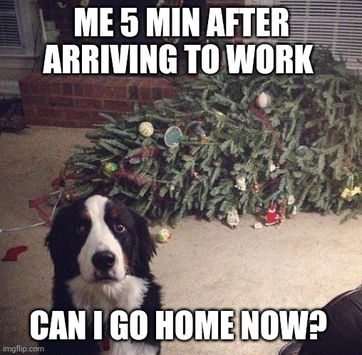 innocent dog | ME 5 MIN AFTER ARRIVING TO WORK; CAN I GO HOME NOW? | image tagged in innocent dog | made w/ Imgflip meme maker