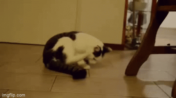 The cat somersault - Imgflip