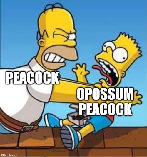 Bart Simpson Choked By Homer | PEACOCK OPOSSUM PEACOCK | image tagged in bart simpson choked by homer | made w/ Imgflip meme maker