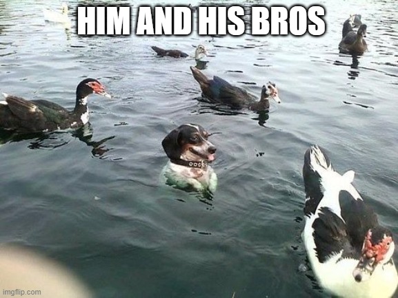this is so cute | HIM AND HIS BROS | image tagged in dog swimming,ducks | made w/ Imgflip meme maker