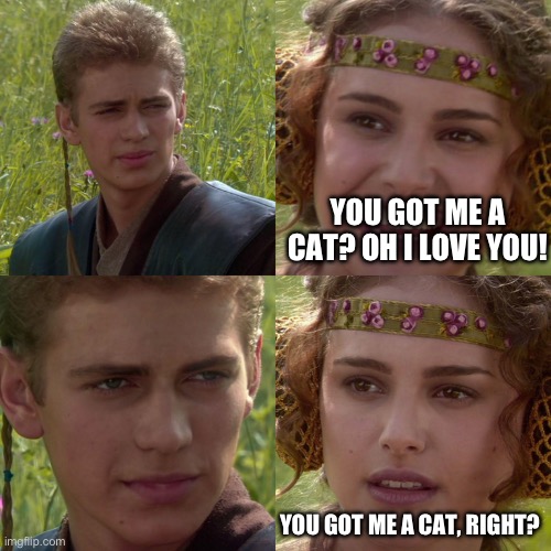 For you cat lovers :3 like me | YOU GOT ME A CAT? OH I LOVE YOU! YOU GOT ME A CAT, RIGHT? | image tagged in anakin padme 4 panel | made w/ Imgflip meme maker