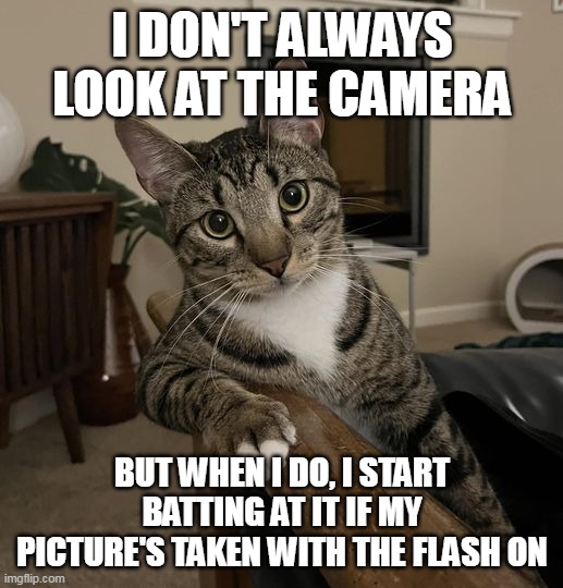 I DON'T ALWAYS LOOK AT THE CAMERA; BUT WHEN I DO, I START BATTING AT IT IF MY PICTURE'S TAKEN WITH THE FLASH ON | image tagged in meme,memes,funny,cats,cat | made w/ Imgflip meme maker