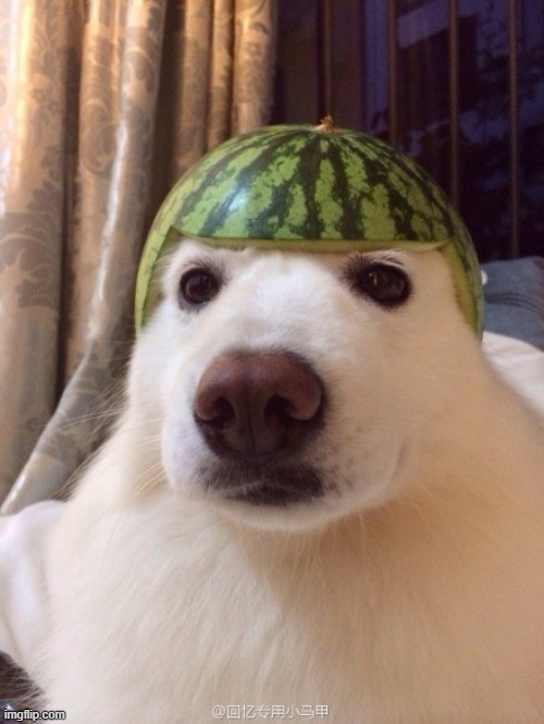 dog helmet | image tagged in dog helmet | made w/ Imgflip meme maker