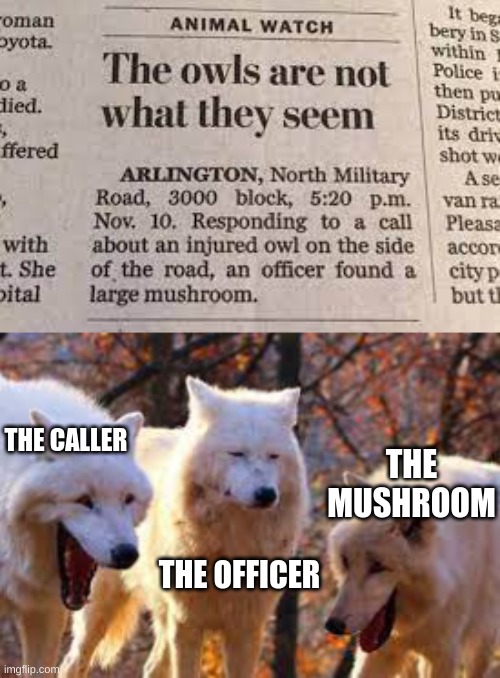 >:3 | THE CALLER; THE MUSHROOM; THE OFFICER | image tagged in lol,memes,owls | made w/ Imgflip meme maker