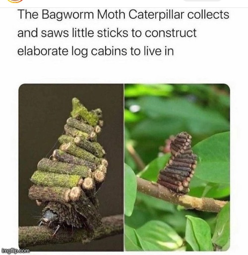 Little insect cabins | made w/ Imgflip meme maker