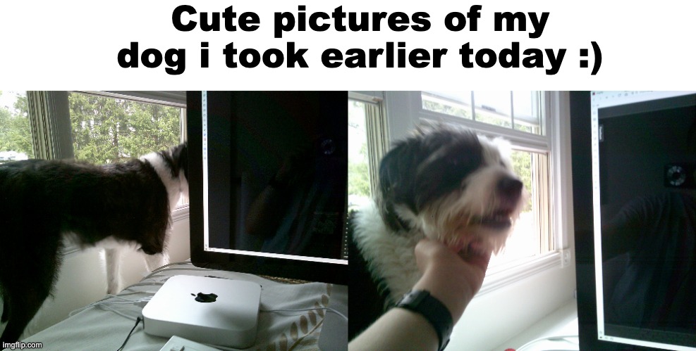 :) | Cute pictures of my dog i took earlier today :) | made w/ Imgflip meme maker