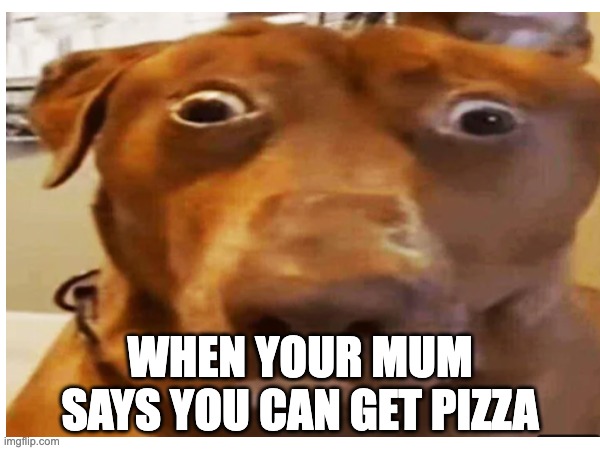 when mom says yo can get pizza | WHEN YOUR MUM SAYS YOU CAN GET PIZZA | image tagged in food,funny,dog | made w/ Imgflip meme maker