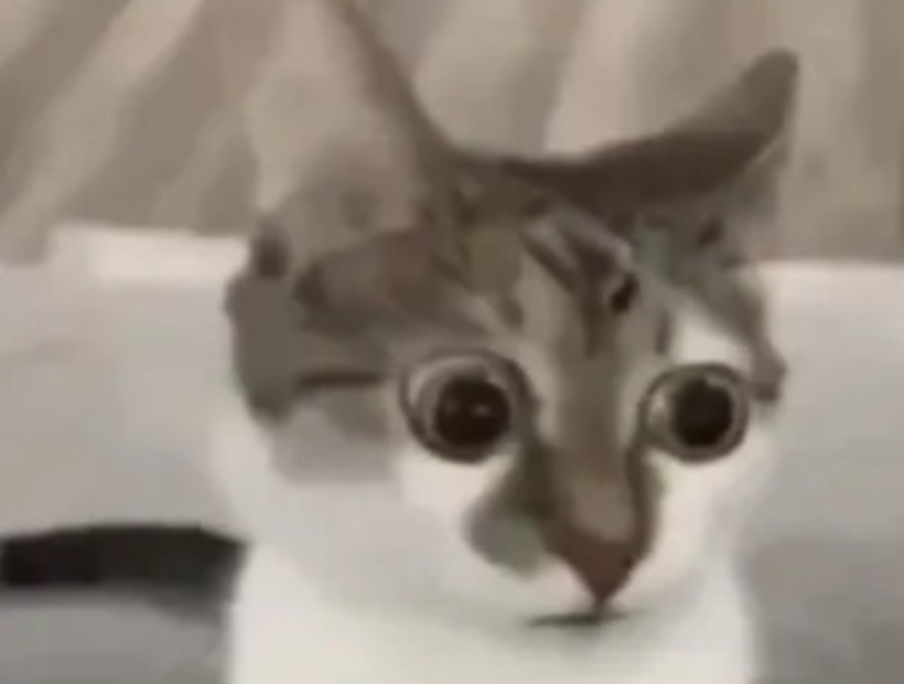 High Quality in shock cat 2 Blank Meme Template