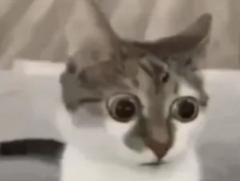 in shock cat 2 Blank Meme Template