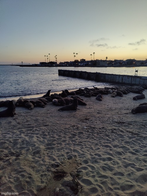 Lots of seals at night (#1,084) | image tagged in seals,photos,california | made w/ Imgflip meme maker