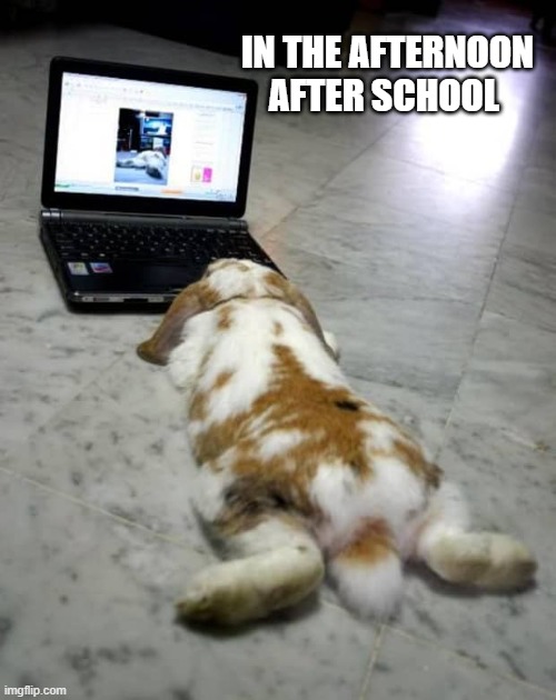 after school | IN THE AFTERNOON AFTER SCHOOL | image tagged in laptop | made w/ Imgflip meme maker