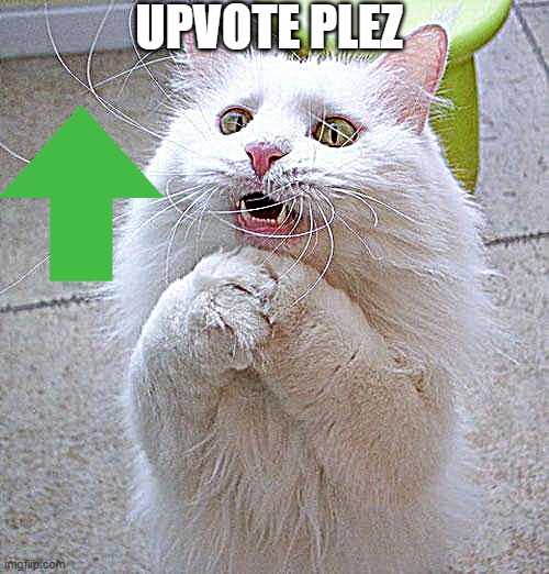 Begging Cat | UPVOTE PLEZ | image tagged in begging cat | made w/ Imgflip meme maker