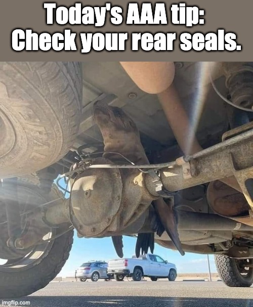 Seal | Today's AAA tip:  Check your rear seals. | image tagged in bad pun | made w/ Imgflip meme maker