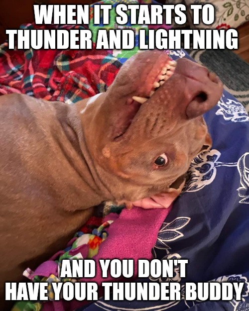 Johnny Hollywood | WHEN IT STARTS TO THUNDER AND LIGHTNING; AND YOU DON'T HAVE YOUR THUNDER BUDDY | image tagged in annoyed and confused dog | made w/ Imgflip meme maker