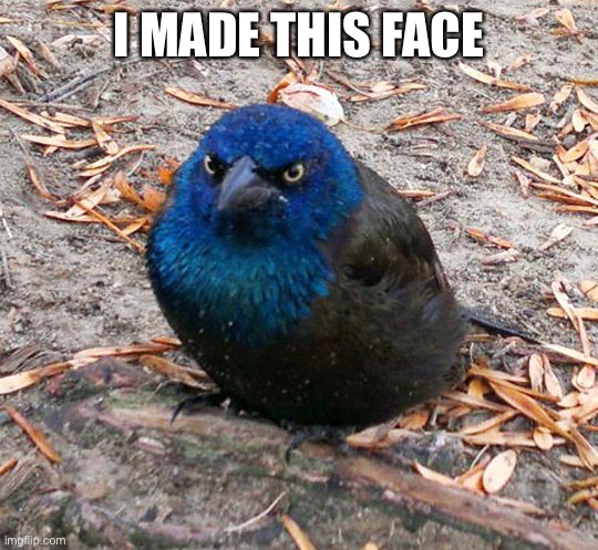 angrey bird in real life. | I MADE THIS FACE | image tagged in angrey bird in real life | made w/ Imgflip meme maker