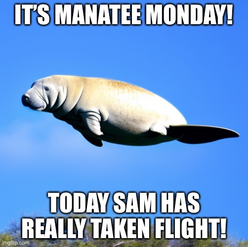 Manatee monday 8 | IT’S MANATEE MONDAY! TODAY SAM HAS REALLY TAKEN FLIGHT! | image tagged in manatee,sam the sea cow,monday,supernatural,flying | made w/ Imgflip meme maker