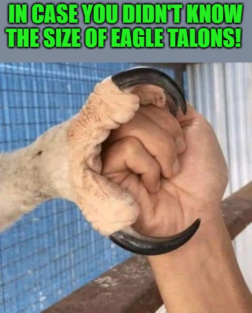 eagles talons | IN CASE YOU DIDN'T KNOW THE SIZE OF EAGLE TALONS! | image tagged in eagles talons,kewlew | made w/ Imgflip meme maker