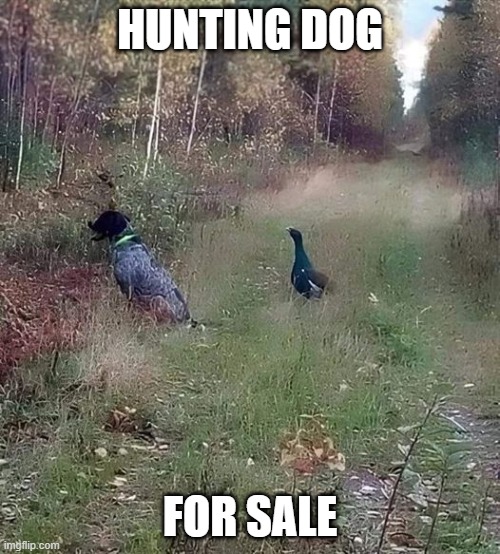 Hunting Dog For Sale | HUNTING DOG; FOR SALE | image tagged in hunting dog for sale | made w/ Imgflip meme maker