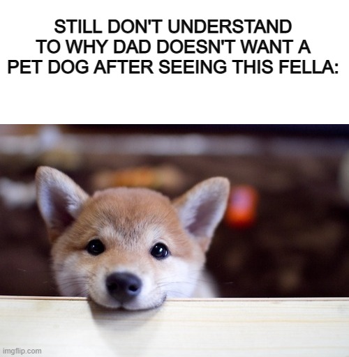 I have responsibility... not :I | STILL DON'T UNDERSTAND TO WHY DAD DOESN'T WANT A PET DOG AFTER SEEING THIS FELLA: | image tagged in blank white template,cute dog | made w/ Imgflip meme maker