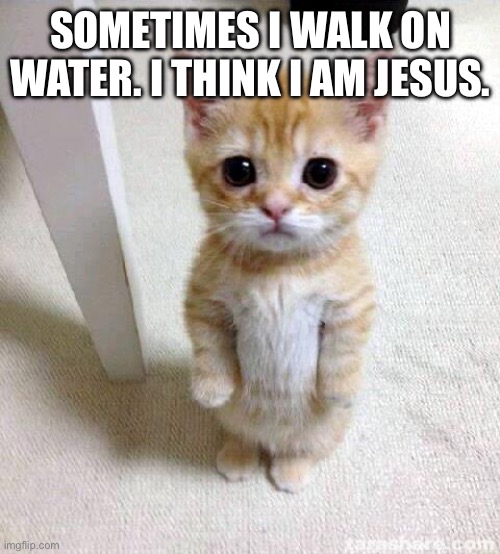Zoo slander (meme 2/2) | SOMETIMES I WALK ON WATER. I THINK I AM JESUS. | image tagged in memes,cute cat | made w/ Imgflip meme maker