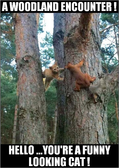 Kitten Meets Squirrel ! | A WOODLAND ENCOUNTER ! HELLO ...YOU'RE A FUNNY
LOOKING CAT ! | image tagged in cats,kitten,squirrel,encounter | made w/ Imgflip meme maker