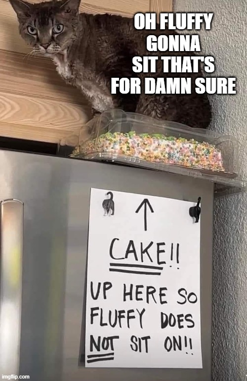 Cat Fluffy Will Sit On Cake | OH FLUFFY GONNA SIT THAT'S FOR DAMN SURE | image tagged in funny cats,cake | made w/ Imgflip meme maker