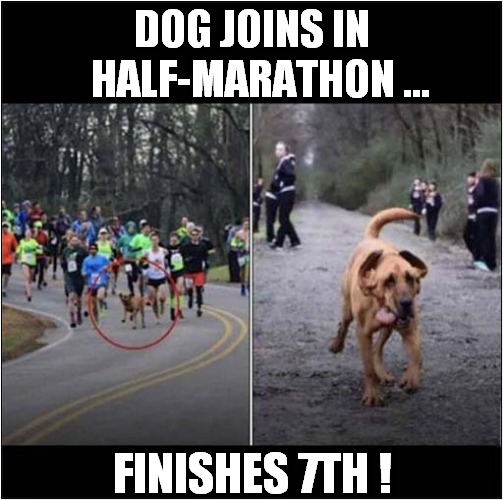 He Was Really Into Running ! | DOG JOINS IN
  HALF-MARATHON ... FINISHES 7TH ! | image tagged in dogs,running,marathon | made w/ Imgflip meme maker