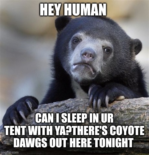 Confession Bear | HEY HUMAN; CAN I SLEEP IN UR TENT WITH YA?THERE'S COYOTE DAWGS OUT HERE TONIGHT | image tagged in memes,confession bear | made w/ Imgflip meme maker