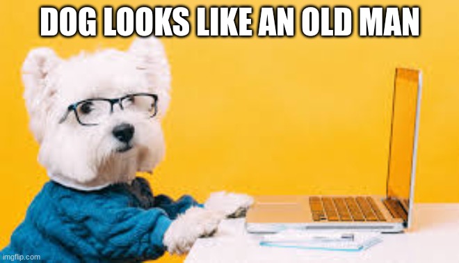 This dog looks like an old person using a computer | DOG LOOKS LIKE AN OLD MAN | image tagged in dog when | made w/ Imgflip meme maker