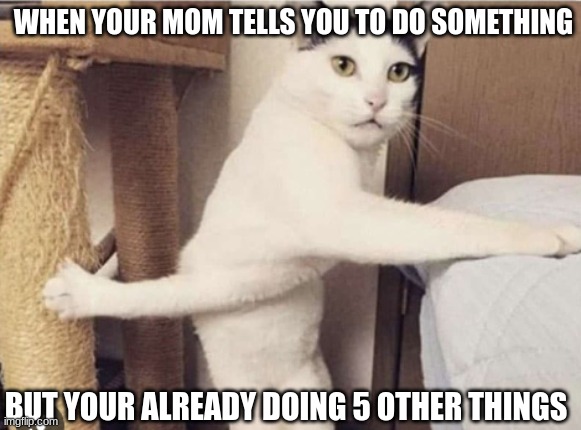 bussy cat | WHEN YOUR MOM TELLS YOU TO DO SOMETHING; BUT YOUR ALREADY DOING 5 OTHER THINGS | image tagged in funny cats | made w/ Imgflip meme maker