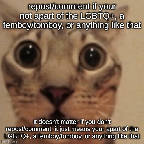 Cat | repost/comment if your not apart of the LGBTQ+, a femboy/tomboy, or anything like that; It doesn't matter if you don't repost/comment, it just means your apart of the LGBTQ+, a femboy/tomboy, or anything like that | image tagged in in shock,shitpost,msmg,oh wow are you actually reading these tags | made w/ Imgflip meme maker