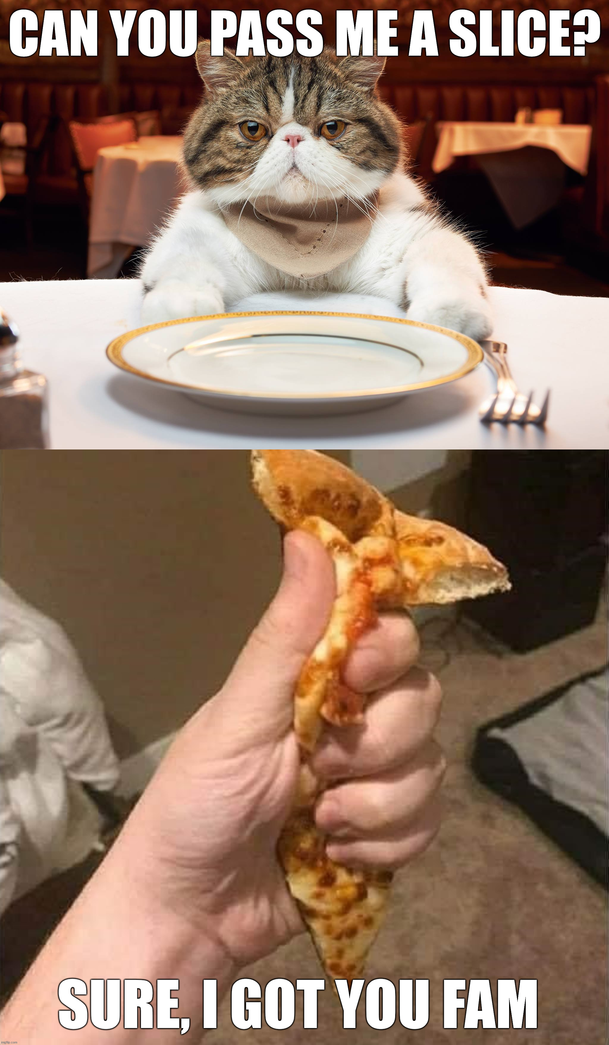 Pass me a slice | CAN YOU PASS ME A SLICE? SURE, I GOT YOU FAM | image tagged in hungry cat,pizza time stops,pizza,slice,you shall not pass | made w/ Imgflip meme maker