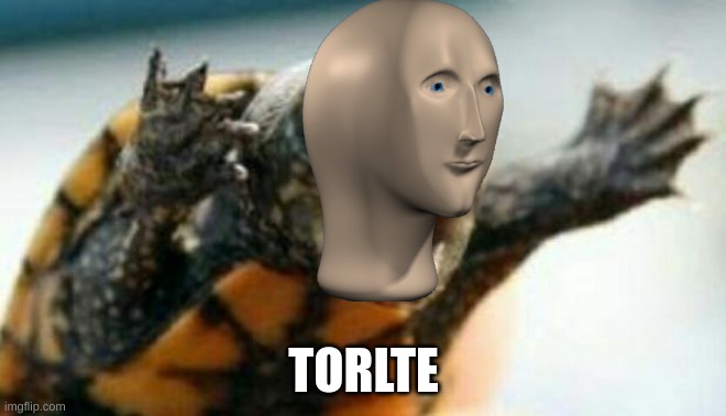 Turtle Say What? | TORLTE | image tagged in turtle say what | made w/ Imgflip meme maker
