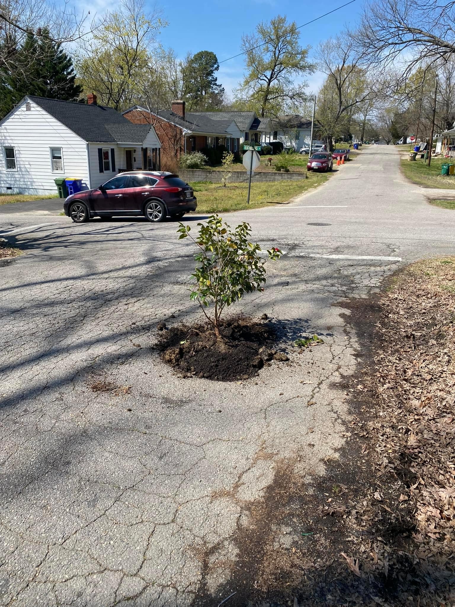 Got Potholes? Plant a tree in them. | image tagged in potholes,giveuahint,hint hint | made w/ Imgflip meme maker