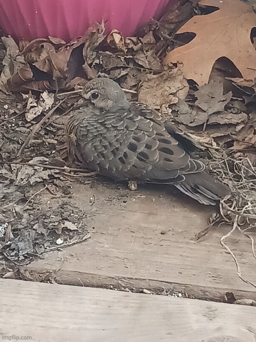 Baby mourning dove | made w/ Imgflip meme maker