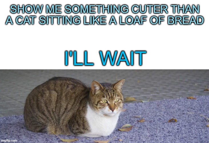 I'll wait ;) | SHOW ME SOMETHING CUTER THAN A CAT SITTING LIKE A LOAF OF BREAD; I'LL WAIT | image tagged in blank white template | made w/ Imgflip meme maker