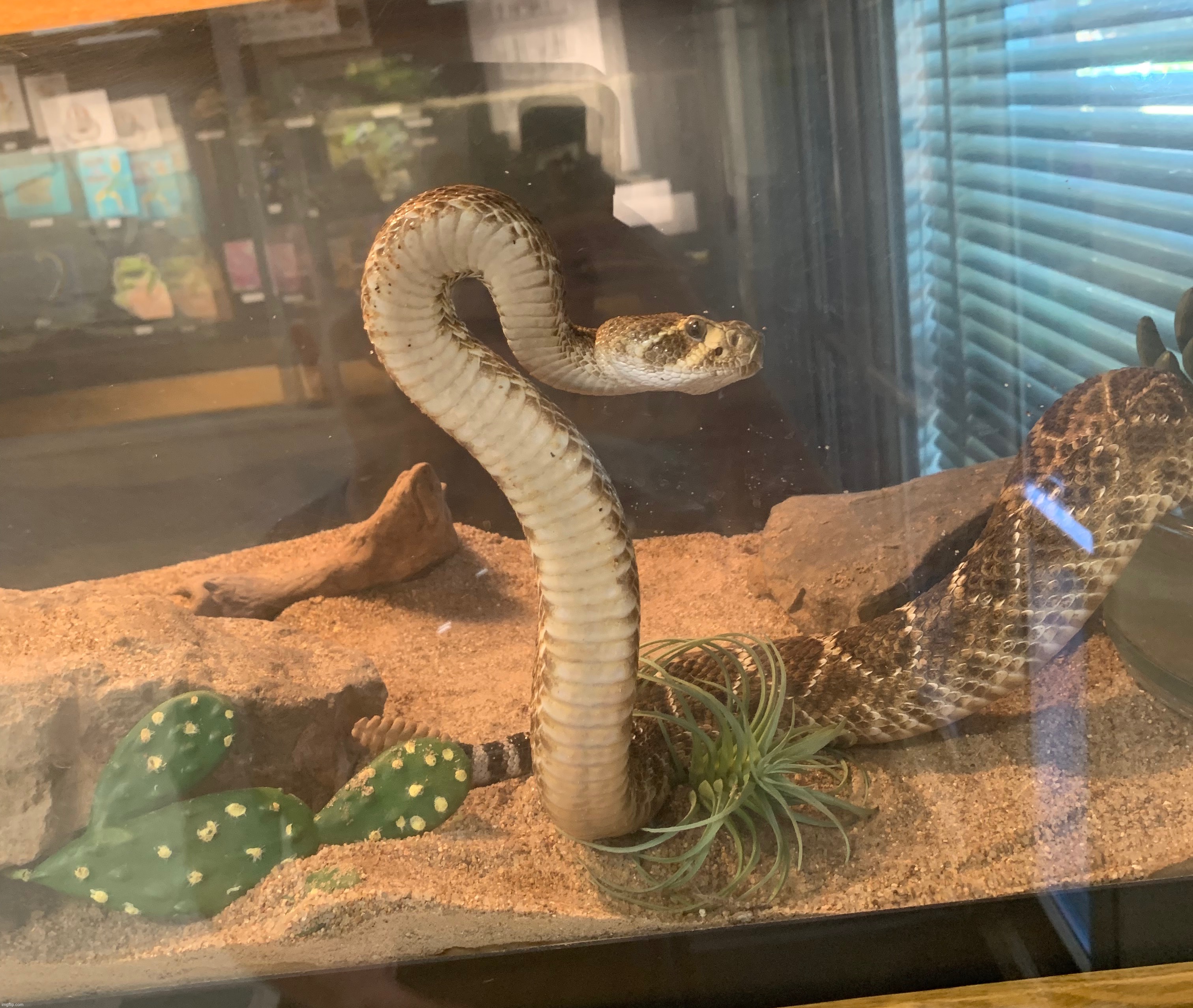 Goober | made w/ Imgflip meme maker