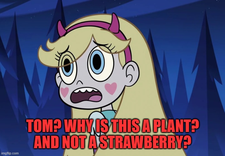 Star Butterfly looking back | TOM? WHY IS THIS A PLANT?
AND NOT A STRAWBERRY? | image tagged in star butterfly looking back | made w/ Imgflip meme maker