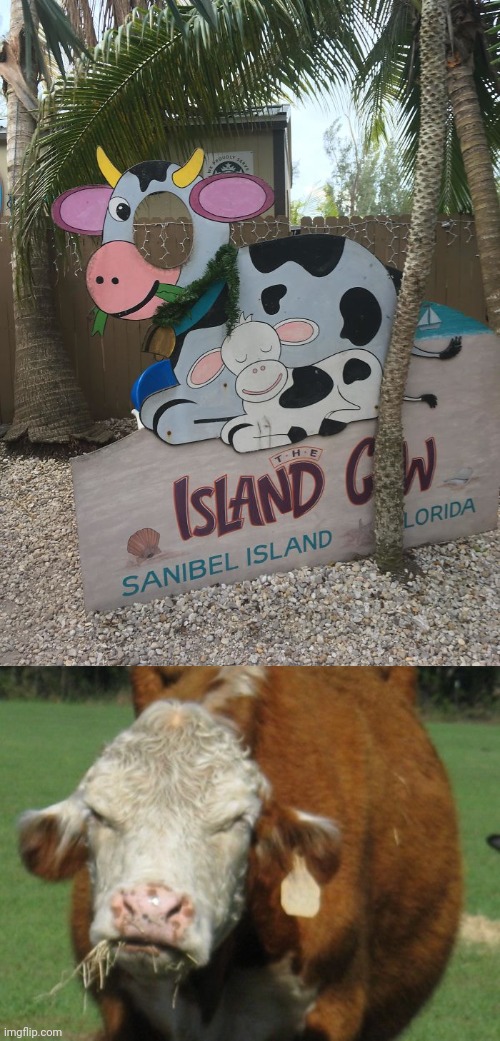 Big hole | image tagged in angry moo,cows,cow,you had one job,hole,memes | made w/ Imgflip meme maker