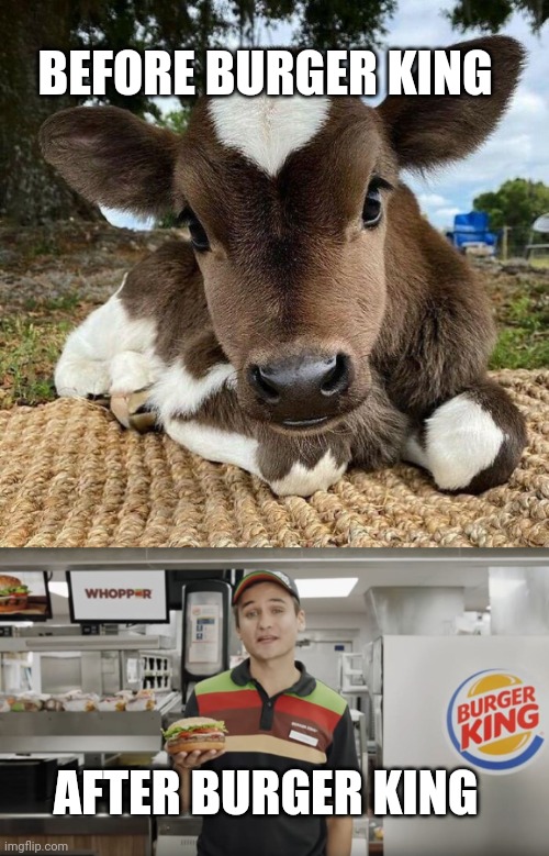 Important cow facts | BEFORE BURGER KING; AFTER BURGER KING | image tagged in burger king,cow,facts | made w/ Imgflip meme maker