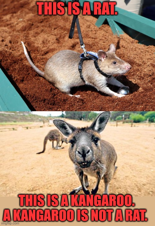 Please learn important rat facts | THIS IS A RAT. THIS IS A KANGAROO. A KANGAROO IS NOT A RAT. | image tagged in nosy kangaroo,important,rat,facts | made w/ Imgflip meme maker