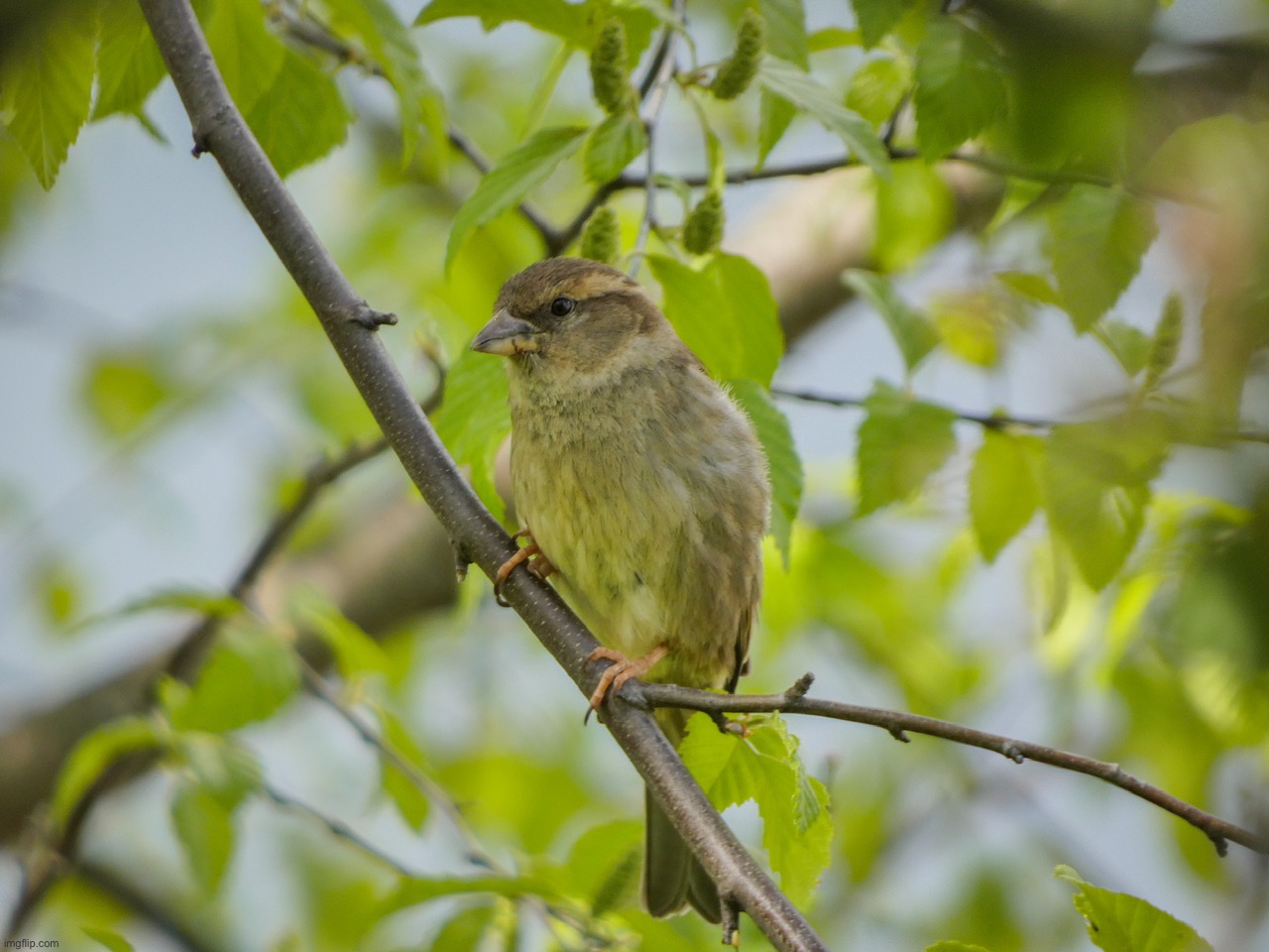 A picture of a female House Finch that I took | image tagged in share your own photos | made w/ Imgflip meme maker