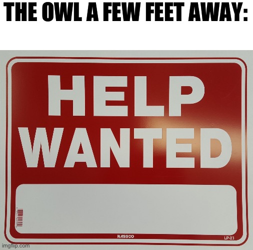 HELP WANTED | THE OWL A FEW FEET AWAY: | image tagged in help wanted | made w/ Imgflip meme maker