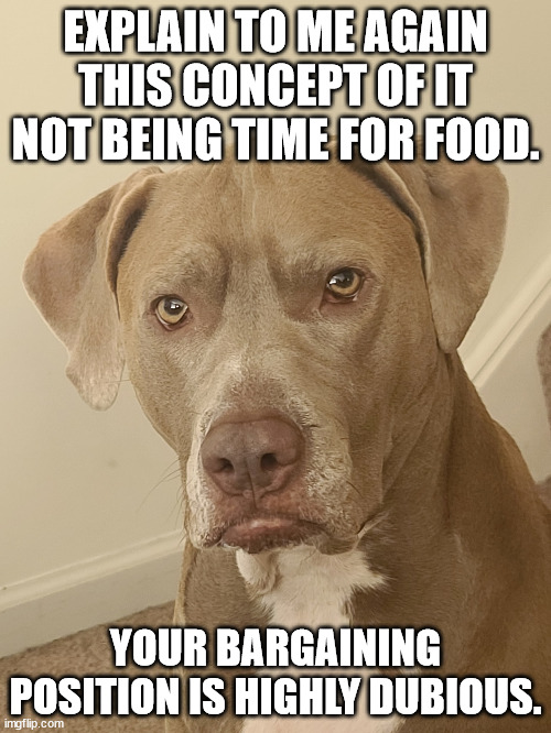 Inquisitor Dog | EXPLAIN TO ME AGAIN THIS CONCEPT OF IT NOT BEING TIME FOR FOOD. YOUR BARGAINING POSITION IS HIGHLY DUBIOUS. | image tagged in inquisitor dog,dubious,dogs,hungry dogs,feeding time | made w/ Imgflip meme maker