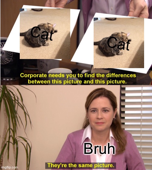 Same picture | Cat; Cat; Bruh | image tagged in memes | made w/ Imgflip meme maker