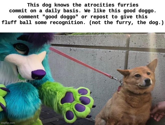 Furry scaring dog | This dog knows the atrocities furries commit on a daily basis. We like this good doggo. comment "good doggo" or repost to give this fluff ball some recognition. (not the furry, the dog.) | image tagged in furry scaring dog | made w/ Imgflip meme maker