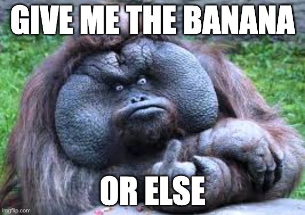 goriila | GIVE ME THE BANANA; OR ELSE | image tagged in gorilla,fat | made w/ Imgflip meme maker