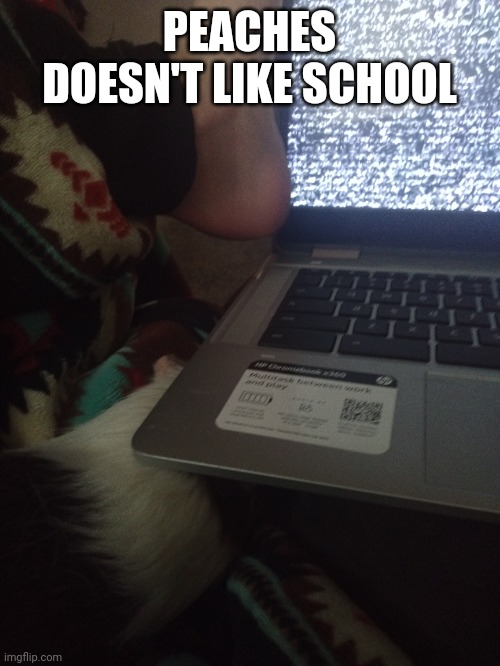Piggy | PEACHES DOESN'T LIKE SCHOOL | image tagged in guinea pig | made w/ Imgflip meme maker